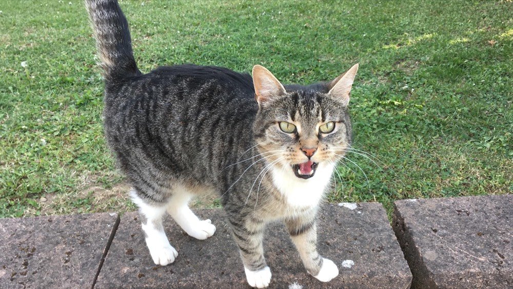 Beispielprofil: Mochi, katze, 1 jahr