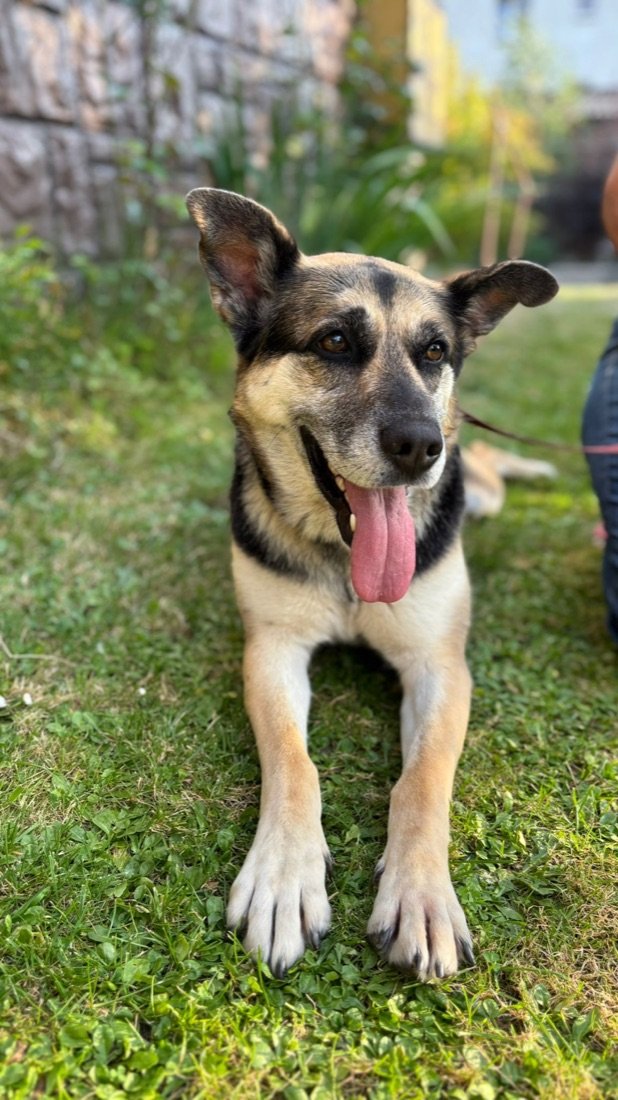 Nala